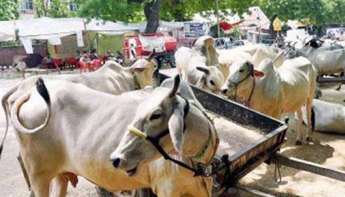 Alwar cops snatch 51 cows belonging to Muslim family, hand over to &#039;gaushala&#039; 