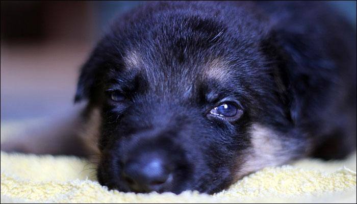 Diwali 2017: Why should your pets suffer while you celebrate?