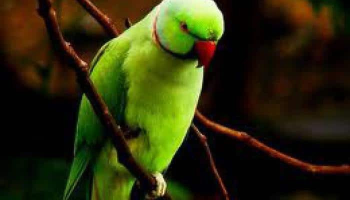 Endangered parrot to be saved through crowdfunding