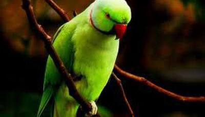 Endangered parrot to be saved through crowdfunding