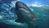 Diver shadowed by tiger shark in Australian waters says he's lucky to be alive