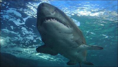 Diver shadowed by tiger shark in Australian waters says he's lucky to be alive