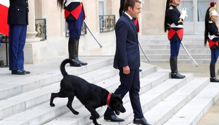 French President Emmanuel Macron&#039;s dog Nemo interrupts meeting, pees on fireplace - Watch