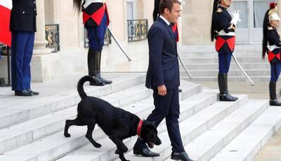 French President Emmanuel Macron's dog Nemo interrupts meeting, pees on fireplace - Watch