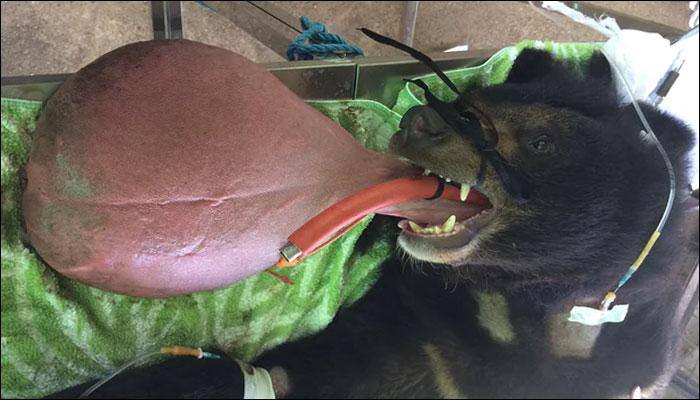 Team of vets give new lease of life to bear with massive tongue in Myanmar
