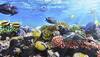 'Sightless' corals relish the taste of plastic, says study