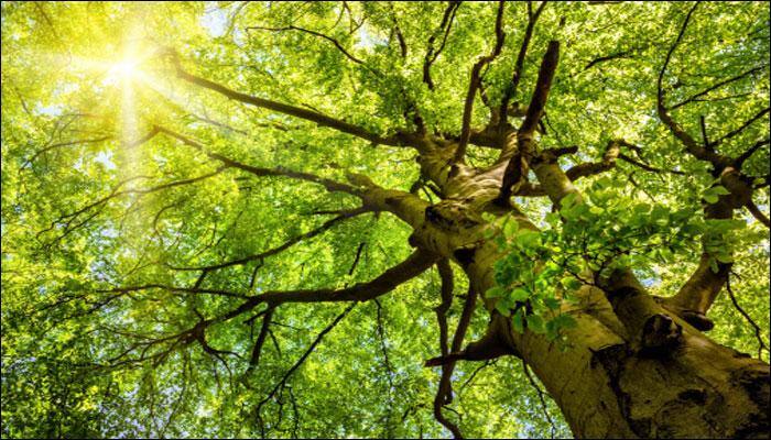 This is how the world's earliest trees on Earth grew