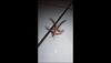 Freaky-looking insect has creeped out the internet – Watch video