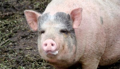 Pigs with a 'thinner' body created by Chinese scientists