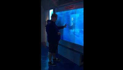 Shark cracks aquarium glass to charge at visitor in museum – Watch