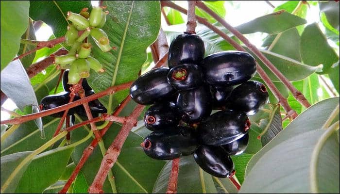 Compound in Jamun seeds can remove fluoride from groundwater: IIT scientists