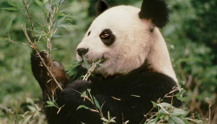 Sex the only option to cure this female panda's bad walking habit