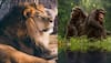 Lions, chimpanzees among 34 endangered species to receive special protection