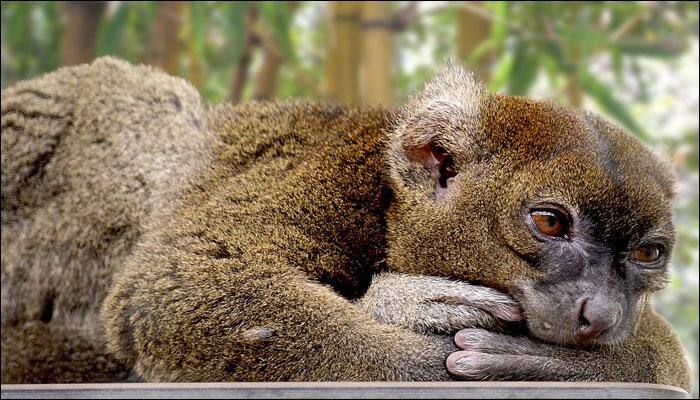 Bamboo lemurs being pushed towards extinction due to climate change, warn researchers