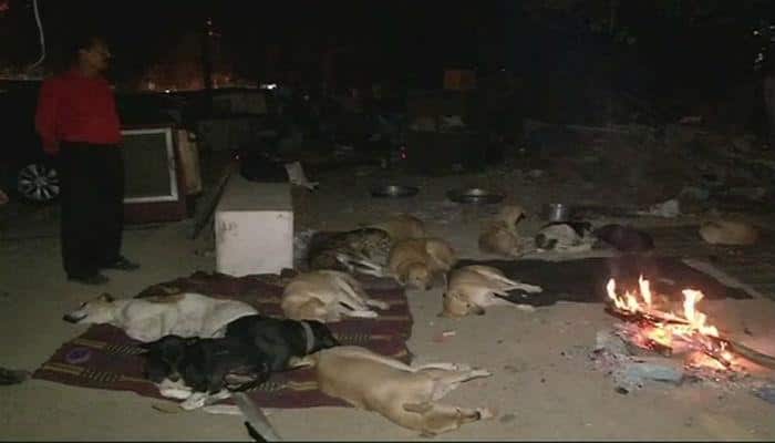 Mother to 400 dogs, Delhi woman&#039;s make-shift shelter destroyed