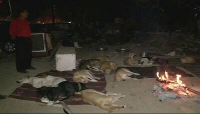 Mother to 400 dogs, Delhi woman's make-shift shelter destroyed