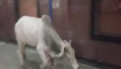 Watch - Hema Malini's surprise Mathura railway station interrupted by barging bull