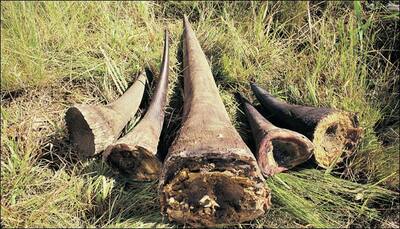 Sordid business of illegal wildlife trade blooming, warns WWF