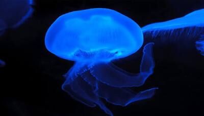 Jellyfish-inspired electronic skin glows when hurt