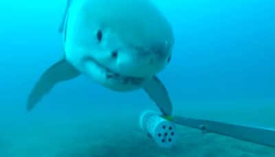 Watch: This giant white shark tried to click a selfie but failed