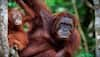 New species of orangutans