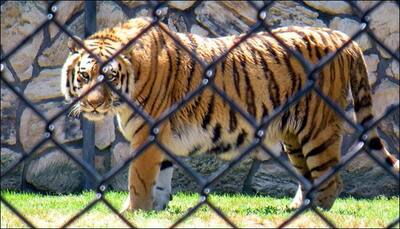 Siberian tiger attacks, mauls keeper at Russian zoo, visitors scare it away