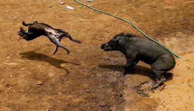 Indonesia governor cracks down on bloody dog-boar fights