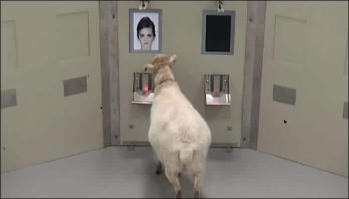 This sheep can recognise Emma Watson and Barack Obama – Watch video