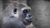 'Gorillas, gibbons first mammals to embrace daytime activity'