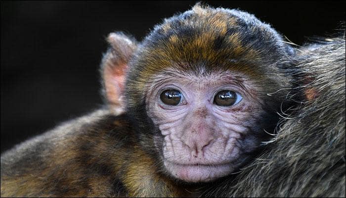 Monkey passes out after overdosing on coffee; veterinary treatment administered