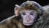 Monkey passes out after overdosing on coffee; veterinary treatment administered