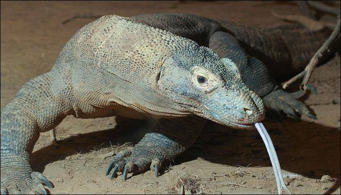 London to showcase nature's most deadliest beasts