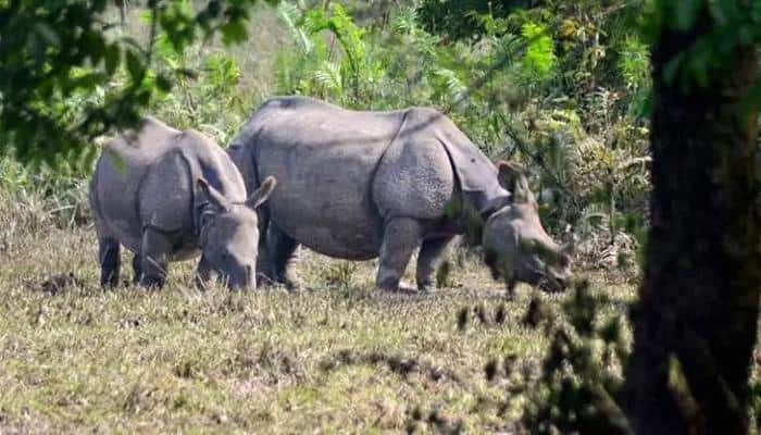 Rhino found dead in Assam&#039;s Kaziranga National Park, horn chopped off