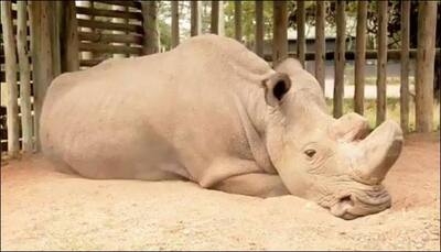 The face of extinction: Image of world's last-of-its-kind male white rhino goes viral