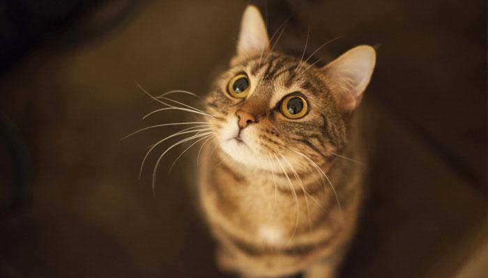 France: Bronze statue of world's first space cat to be erected