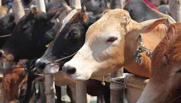 Man transporting cows in Rajasthan shot dead