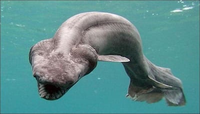 Prehistoric shark caught in Portugese waters, scientists call it a 'living fossil'