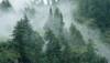 At least Rs 5 lakh fine for damaging forest area or hills in Himachal Pradesh: NGT