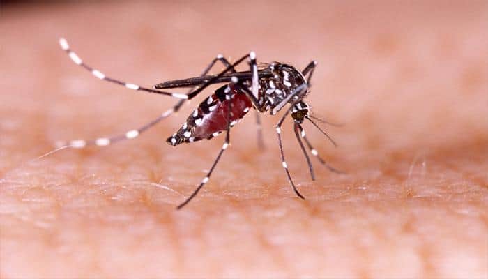 Jaipur witnesses dip in dengue cases, say authorities