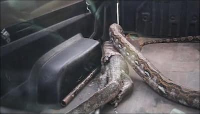 Watch: Massive python swallows 3-foot monitor lizard,vomits it