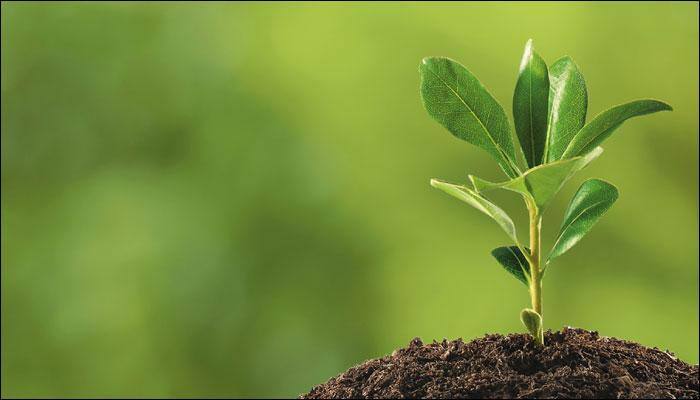 Oxygen rise 400 mn years ago linked to spike in biodiversity: Study