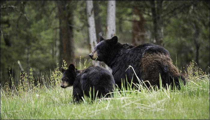 Black bears come back from certain extinction in US&#039; Nevada