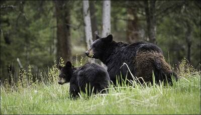 Black bears come back from certain extinction in US' Nevada