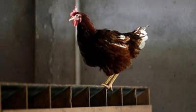 Fast food chains should avoid antibiotics in chicken