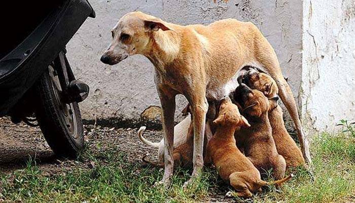 Puppies thrown out of Noida society for creating &#039;nuisance&#039;, FIR filed against residents