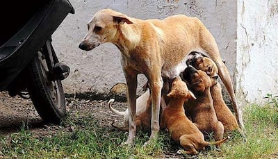 Puppies thrown out of Noida society for creating 'nuisance', FIR filed against residents