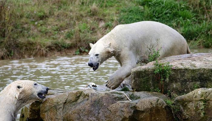 200 polar bears feed on carcass of whale that washed ashore on Russian island