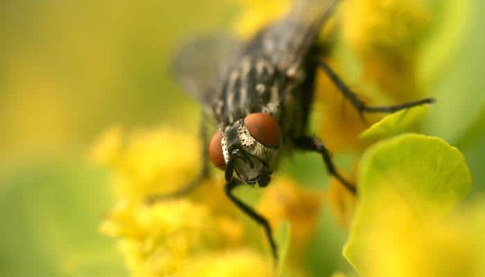 Houseflies can make you severely diseased, says study