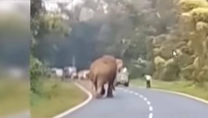 Shocking! Angry elephant tramples Bengal tourist as onlookers stand helpless - Watch