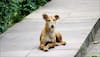 Stray dog saves woman from roadside robbery – Watch video